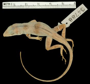 Media type: image;   Herpetology R-34788